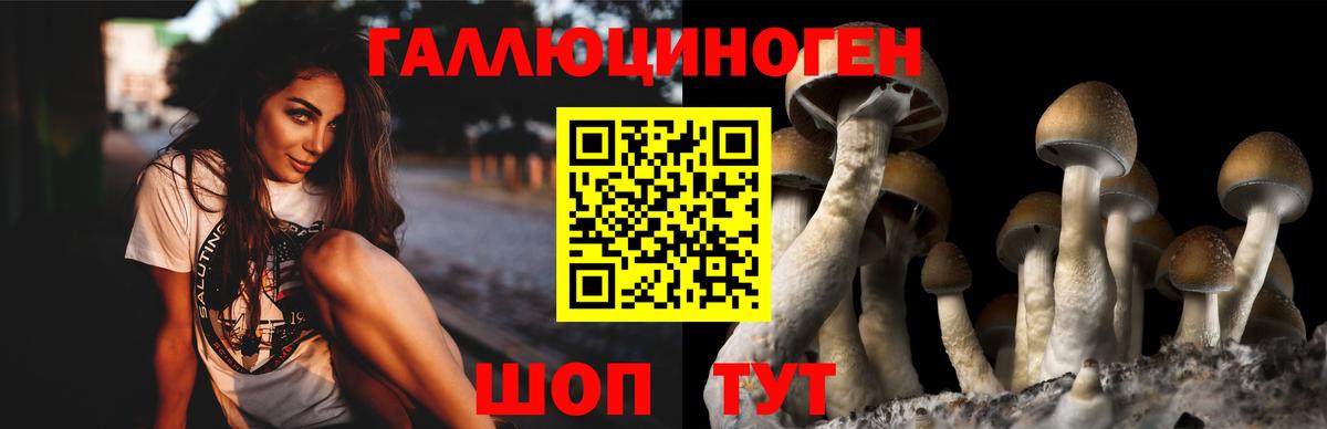 Псилоцибиновые грибы прущие грибы Махачкала